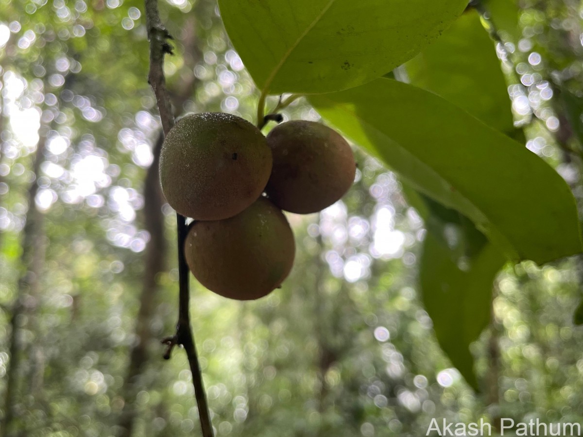 Diospyros toposia Buch.-Ham.